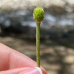 Ranunculus millefoliatus subspecies leptaleus Apex