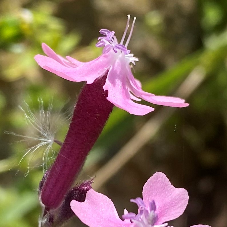 Silene aegyptiaca