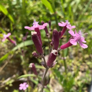 Silene aegyptiaca