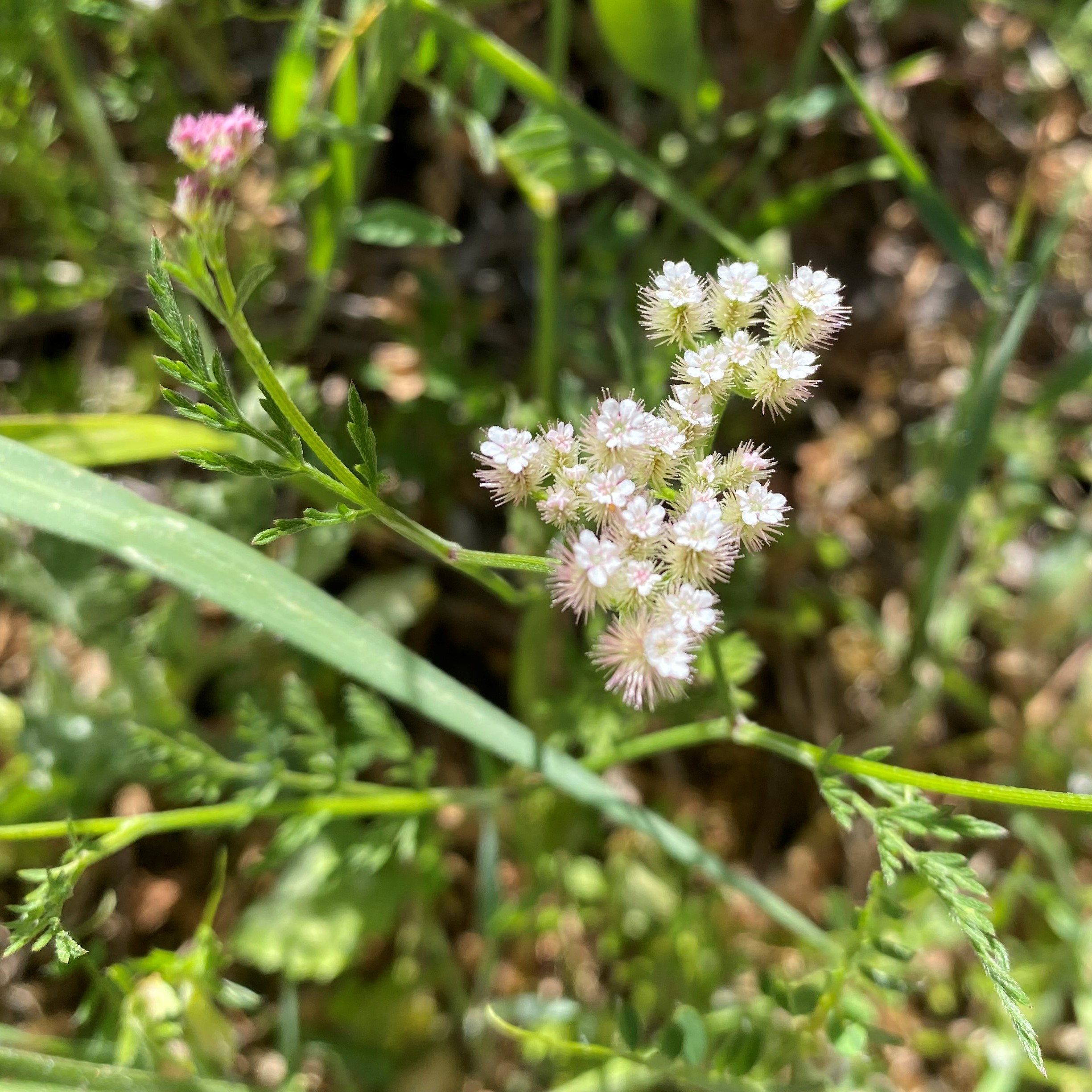 Torilis leptophylla