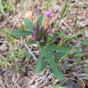 Trifolium dasyurum