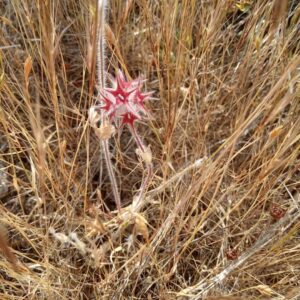 Trifolium stellatum