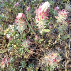 Trifolium pamphylicum