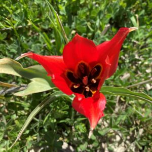 Tulipa agenensis