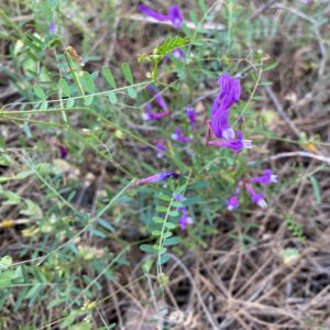 Vicia cassia