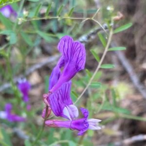 Vicia cassia