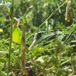 Vicia hybrida Pod and seeds