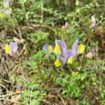 Vicia lunata