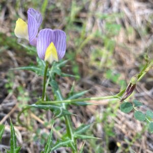 Vicia lunata