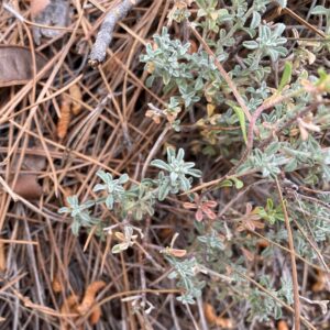 Alyssum cypricum - Leaves