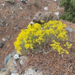 Alyssum cypricum