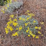 Alyssum cypricum