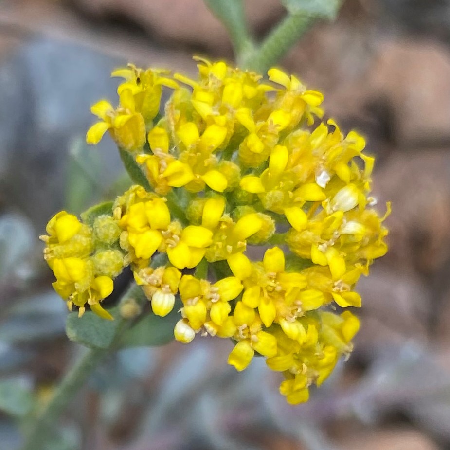 Alyssum troodi Olympus - Flowers