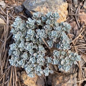 Alyssum troodi - Olympus - Obovate leaves