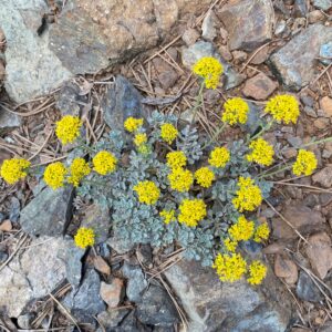 Alyssum troodi - Olympus (main)