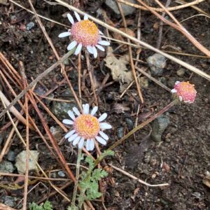 Anthemis plutonia