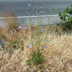 Cichorium intybus