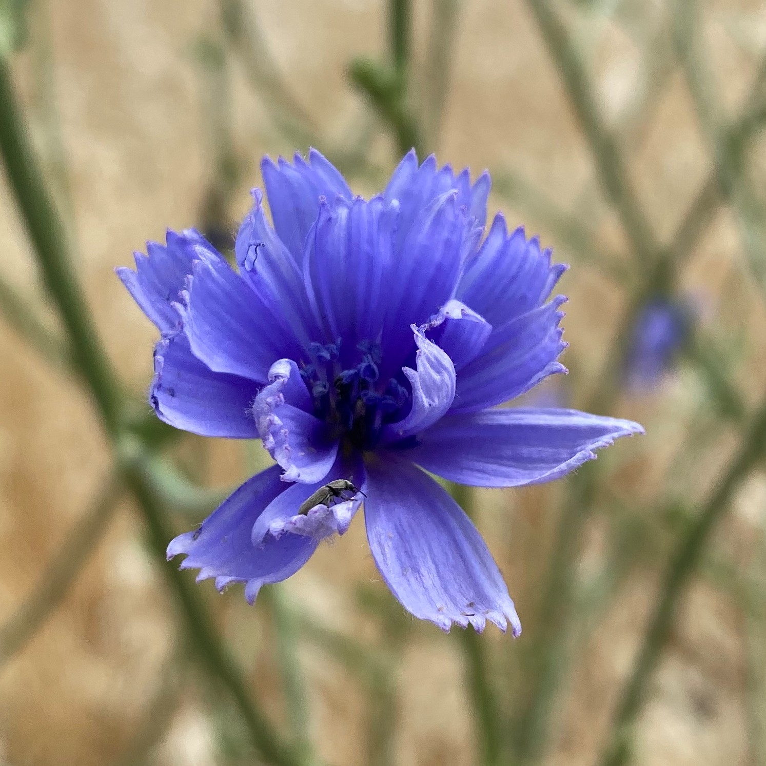 Cichorium intybus