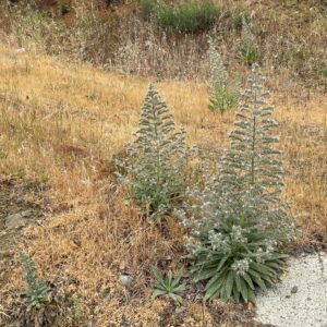 Echium italicum