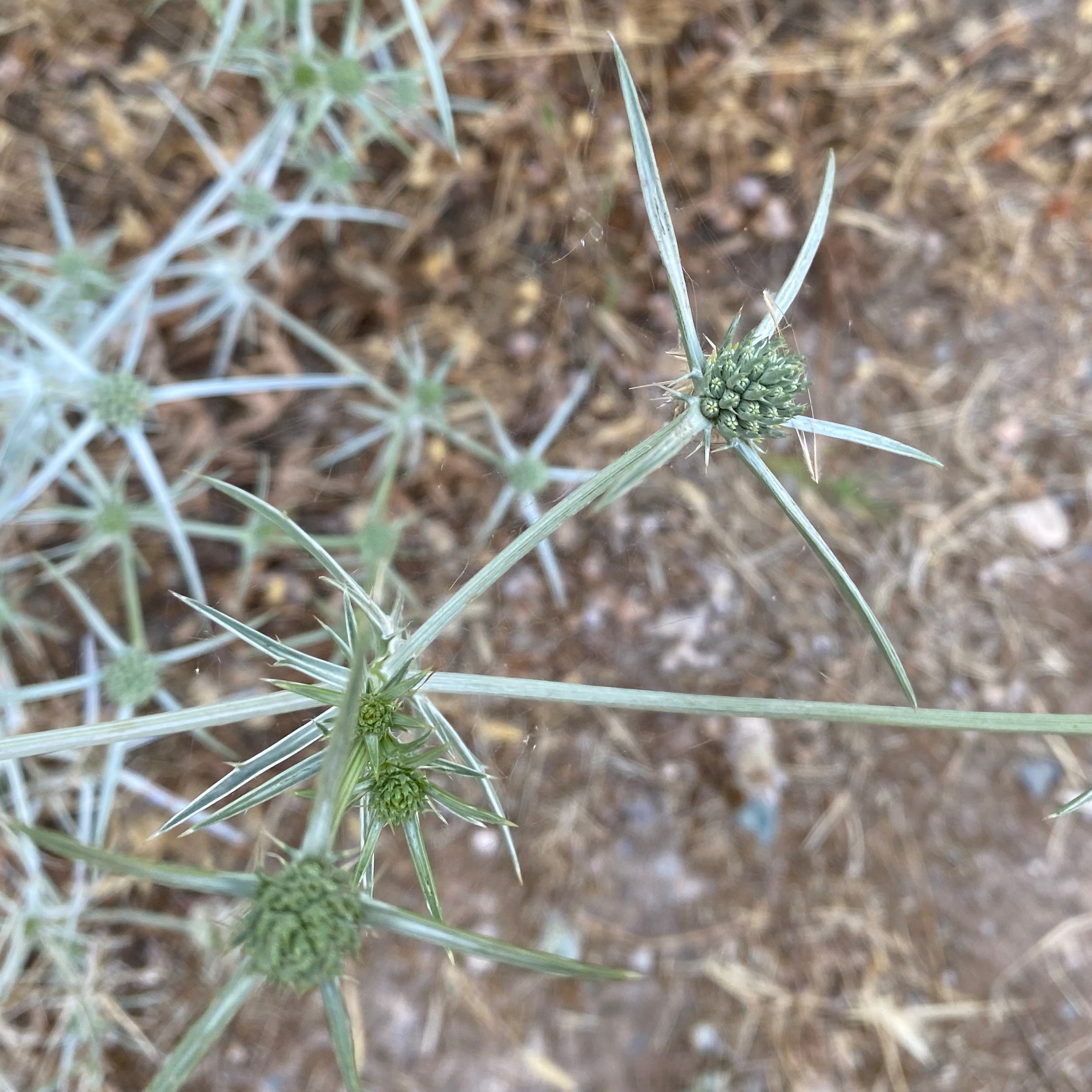 Eryngium creticum