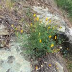 Eschscholzia californica