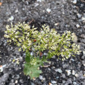 Lepidium draba subsp. draba