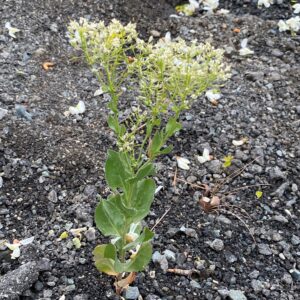 Lepidium draba subsp. draba - Leaves