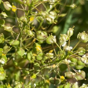 Lepidium draba subsp. draba - Reverse heart-shaped fruit (2)