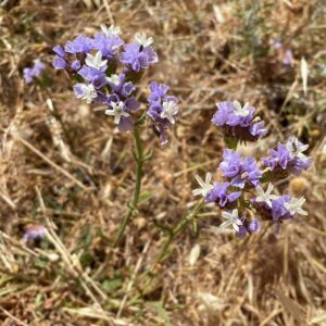 Limonium sinuatum