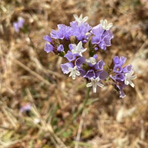 Limonium sinuatum