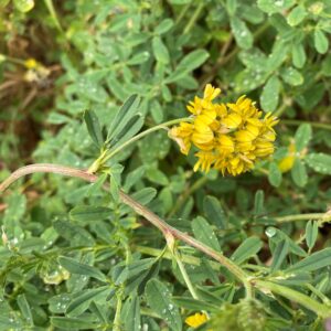 Medicago-×-varia