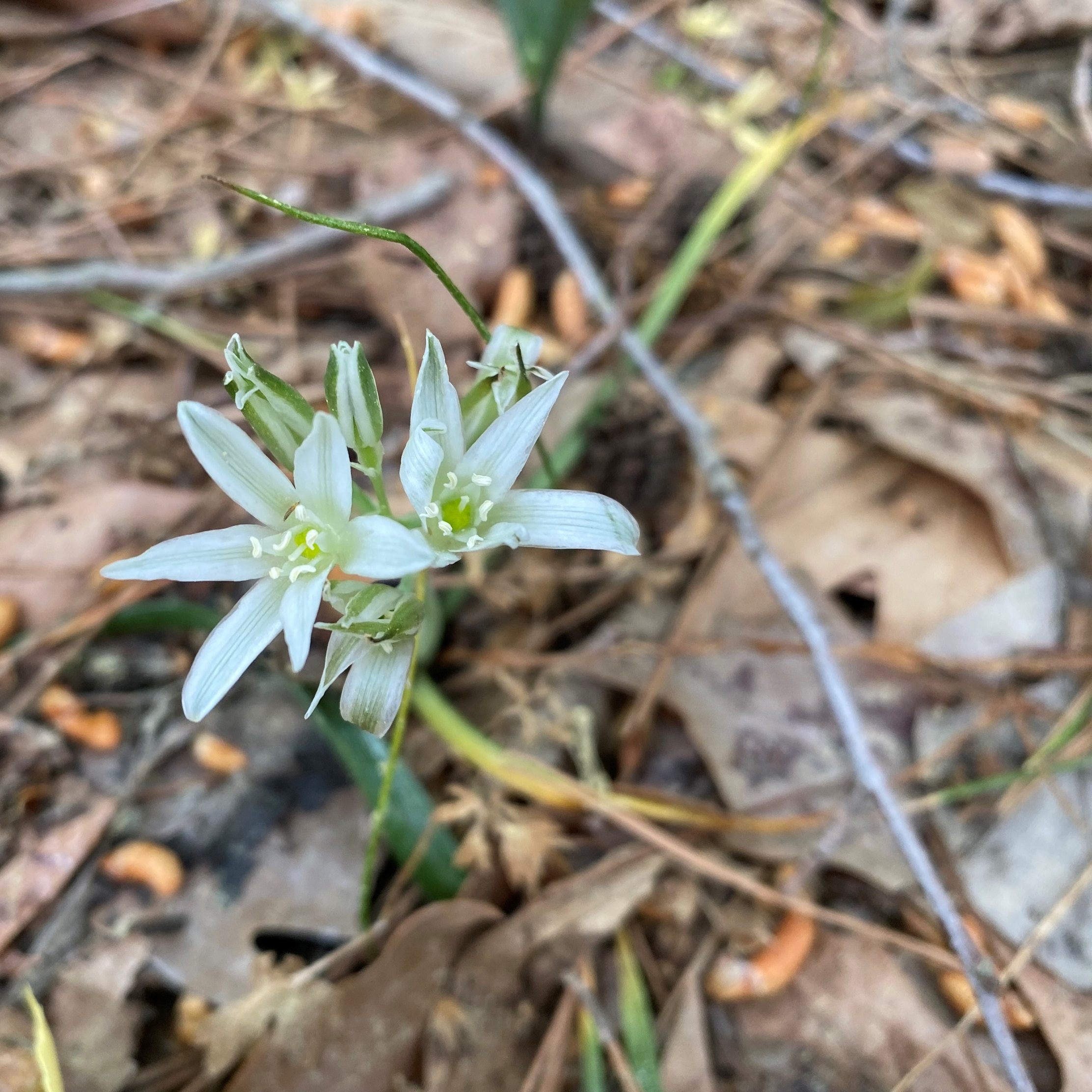 Ornithogalum chionophilum