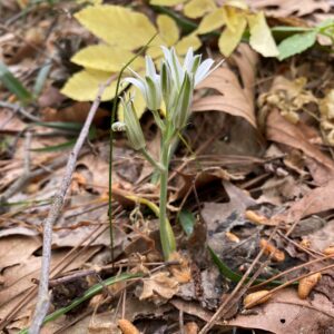 Ornithogalum chionophilum