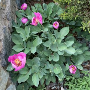 Paeonia mascula subsp. mascula