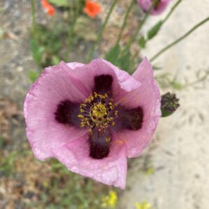 Papaver setigerum