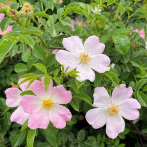 Rosa canina