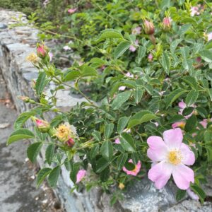 Rosa canina