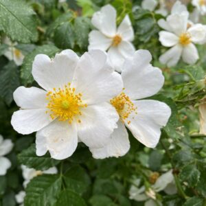 Rosa canina