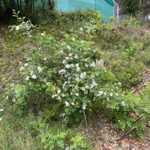 Rosa canina