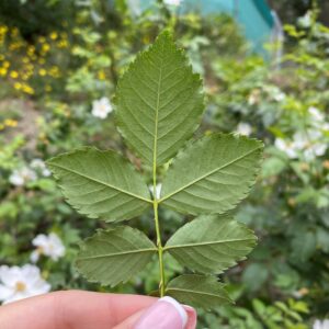 Rosa canina white inodorus leaflets