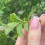 Rosa corymbifera - Inodorous pubescent leaflets