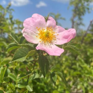 Rosa corymbifera