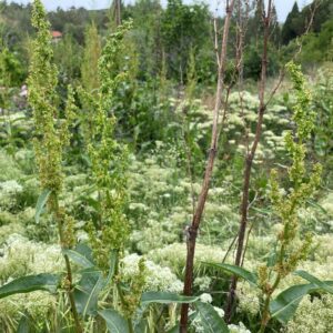 Rumex cristatus