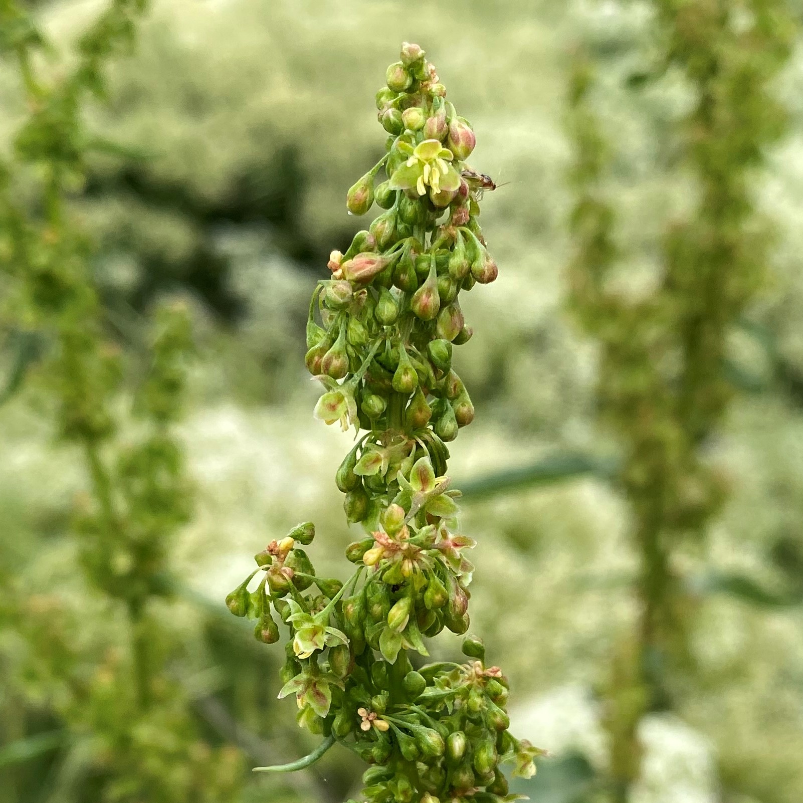 Rumex cristatus