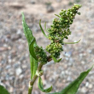 Rumex cristatus Inflorescence unbranched