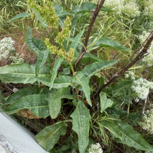 Rumex cristatus - Leaves