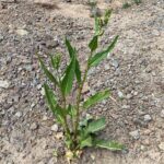 Rumex cristatus Young plant