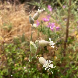 Silene vulgaris subsp. macrocarpa