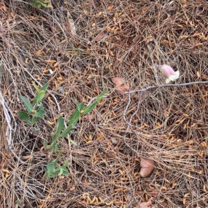 Silene vulgaris subsp. macrocarpa