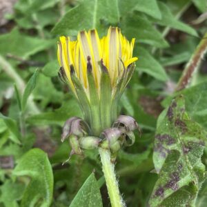 Taraxacum holmboei - Reflexed phyllaries